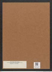 Diatomeae indet. Zeichnungen Sammlung Grunow Mappe 03034 (Herbarium_W_Grunow_drawings_Folder_03034)